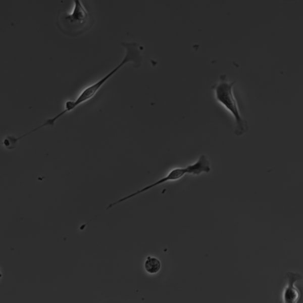 chemotaxis 1